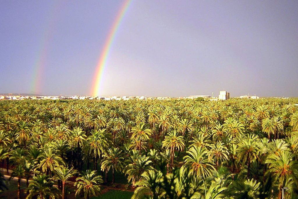 Palmeral of Elche