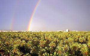 Thumbnail for Explore the ancient history of the Palmeral of Elche