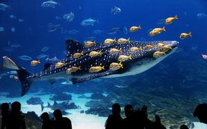 Thumbnail for Plunge into the marine world at Palma Aquarium