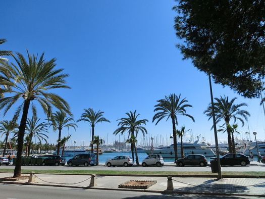 Palm trees near Promenade